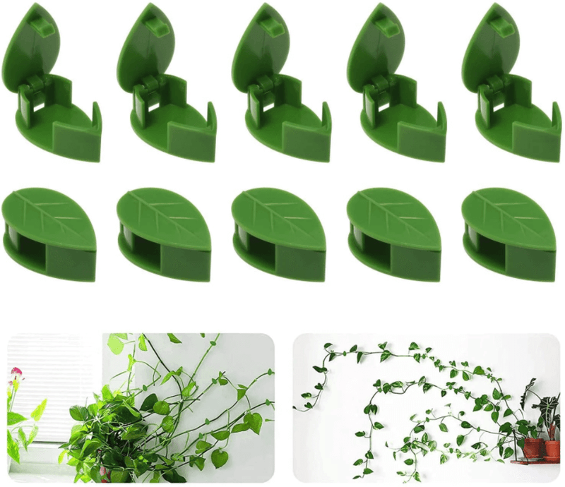 Clip De Fixation De L'Artefact De La Plante Grimpante