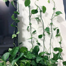 Clip De Fixation De L'Artefact De La Plante Grimpante