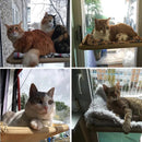 Hamac De Fenêtre Pour Chat